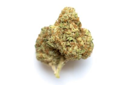 L Aracasai Strain