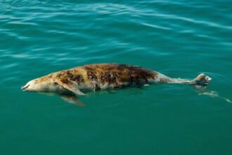 What is the life expectancy of the vaquita species​