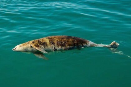 What is the life expectancy of the vaquita species​