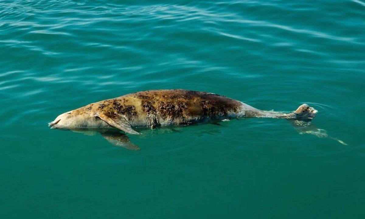 What is the life expectancy of the vaquita species​