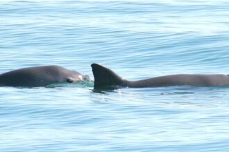 Why Is the Vaquita Porpoise Endangered