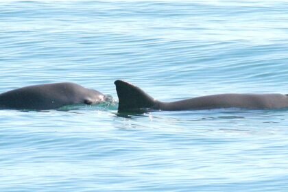 Why Is the Vaquita Porpoise Endangered