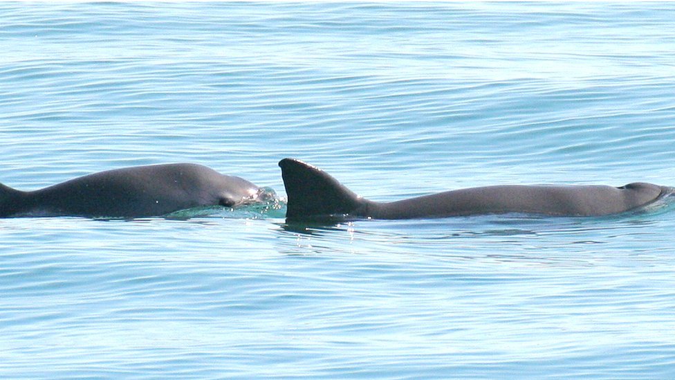 Why Is the Vaquita Porpoise Endangered