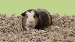 Tiny Companions, Big Care: The Complete Guide to Happy Small Animals