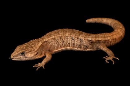 Retaguarda Borelli: A Friendly Guide