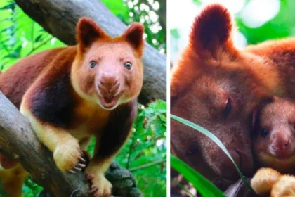 Tree Kangaroo