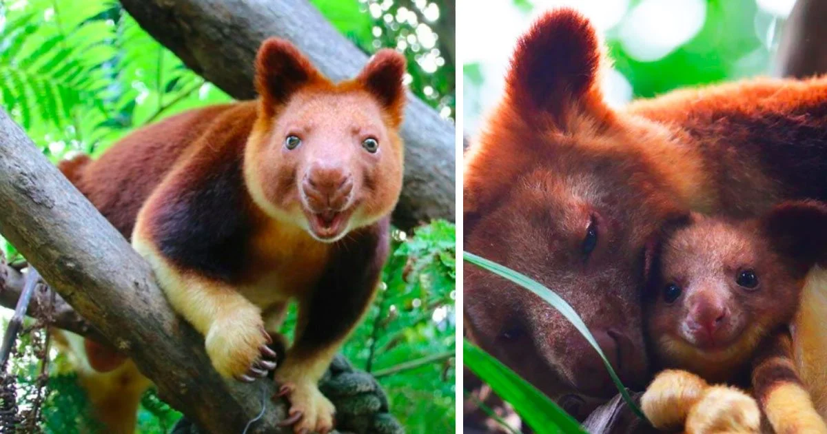 Tree Kangaroo