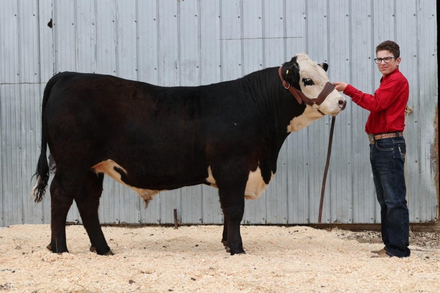 Who Owns Carl Wayne Crazy Bull? Unveiling the Mystery of a Rodeo Legend