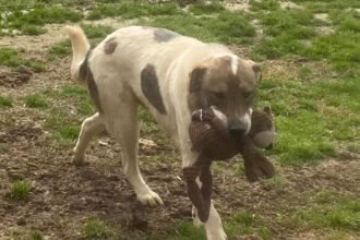 Mississippi Dog Hoarding Rescue: A Story of Hope and Recovery