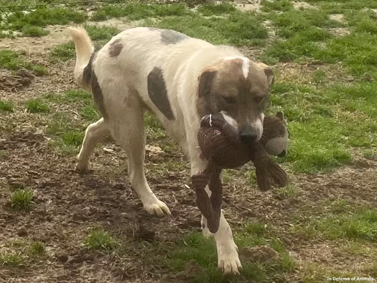 Mississippi Dog Hoarding Rescue: A Story of Hope and Recovery