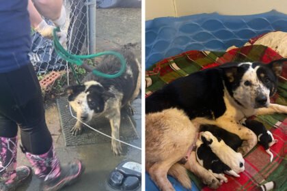 When 175 Dogs Were Saved: The Mississippi Hoarding Rescue That Changed Everything