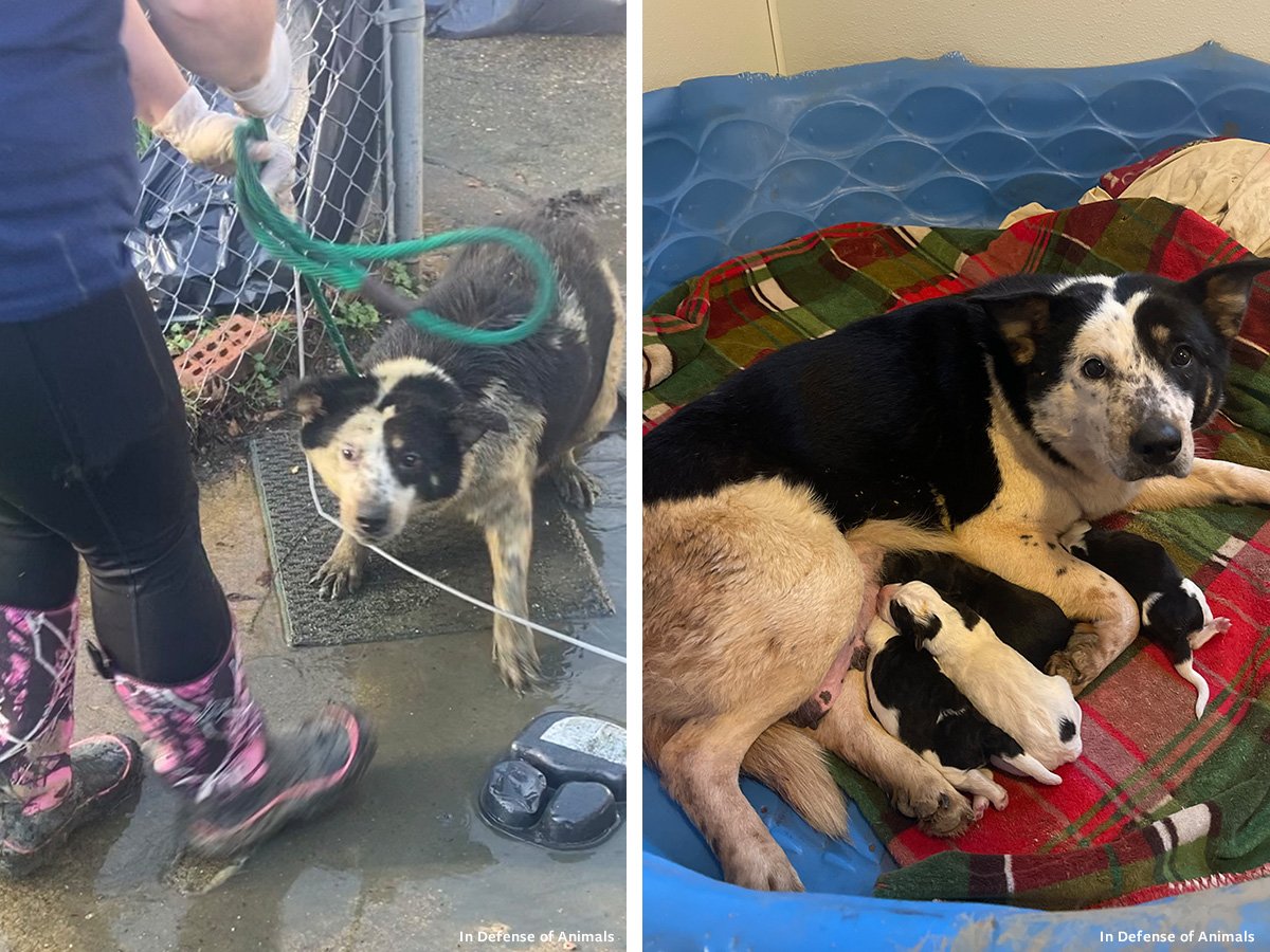 When 175 Dogs Were Saved: The Mississippi Hoarding Rescue That Changed Everything