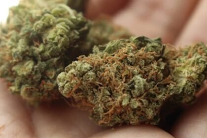 L Aracasai Strain: Everything You Need to Know