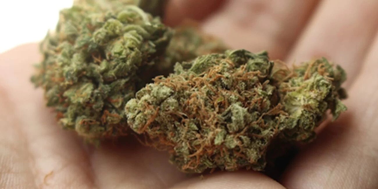 L Aracasai Strain: Everything You Need to Know